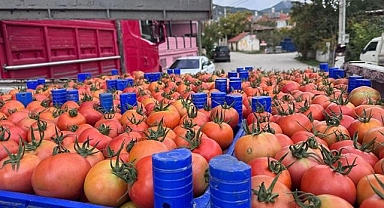 Isparta'nın Deregümü köyündeki domates seralarında hasat sezonu uzadı