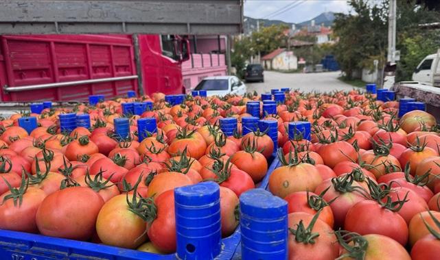 Isparta'nın Deregümü köyündeki domates seralarında hasat sezonu uzadı
