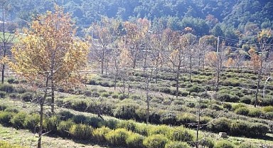 Muğla'da tıbbi ve aromatik bitkilerin üretim alanı 10 yılda 300 dekardan 6 bin dekara yükseldi