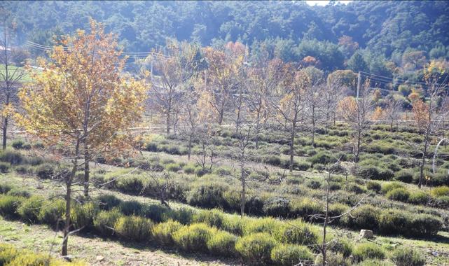 Muğla'da tıbbi ve aromatik bitkilerin üretim alanı 10 yılda 300 dekardan 6 bin dekara yükseldi