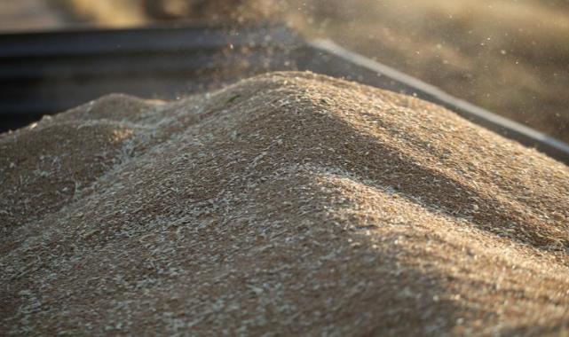 TİGEM 2 bin ton buğday satacak