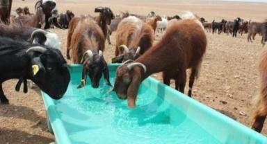 TİGEM 350 reforme keçi satacak