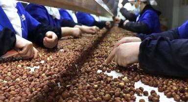 Trabzon'un 10 aylık fındık ihracatı 500 milyon doları aştı