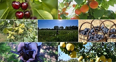 Türkiye tarımda 7 üründe dünya lideri oldu, 22 üründe ilk üçte yer aldı