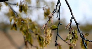 Zirai dondan etkilenen üreticilere 1,7 milyar lira yeni destek ödemesi