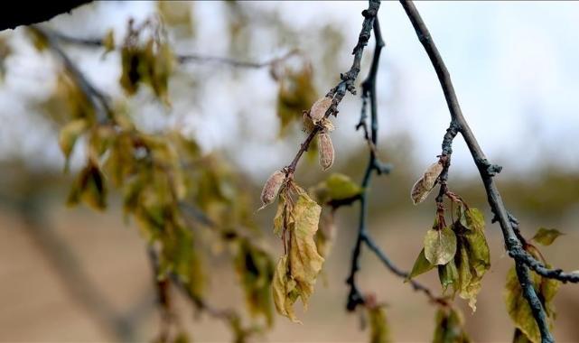 Zirai dondan etkilenen üreticilere 1,7 milyar lira yeni destek ödemesi