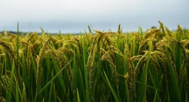 Çin'in hububat üretimi 714,8 milyon ton oldu