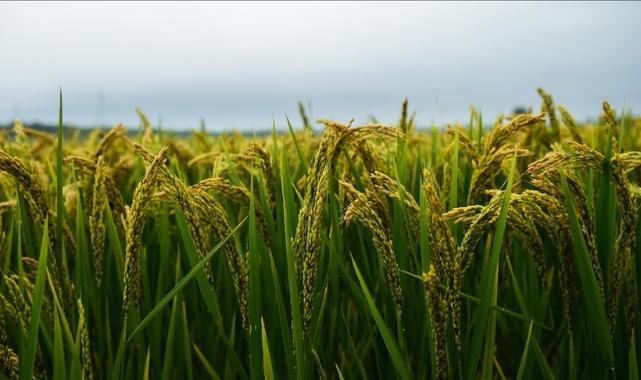 Çin'in hububat üretimi 714,8 milyon ton oldu