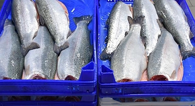 Doğu Karadeniz'in 11 aylık Türk somonu ihracatı 164 milyon doları aştı