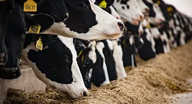 Hayvancılık sektöründe faaliyet gösteren üç birlikten ortak açıklama: