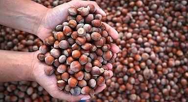 Kar fındıkta soğuklama sürecine katkı sağladı