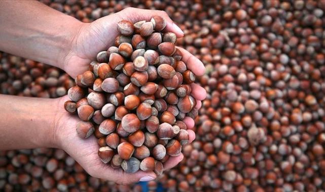 Kar fındıkta soğuklama sürecine katkı sağladı