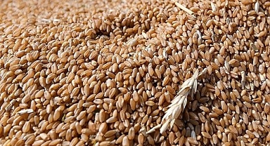 Tahıl üretimindeki artışın gıda fiyatlarındaki baskıyı azaltması bekleniyor