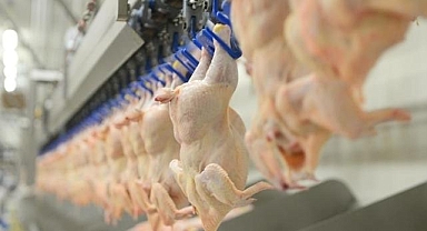 Tavuk eti üretimi ekimde yıllık bazda yüzde 8,7 arttı
