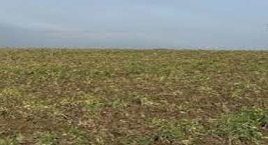 Tekirdağ'da tarımsal üretimde ekin kamburu böceği uyarısı