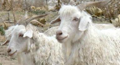 Tiftik, sözleşmeli üretim kapsamına alındı