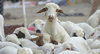 TİGEM, 1200 küçükbaş hayvan satacak