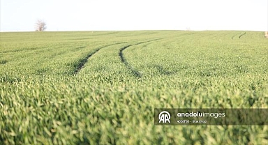 Trakya'da bu sene buğday erken boy attı