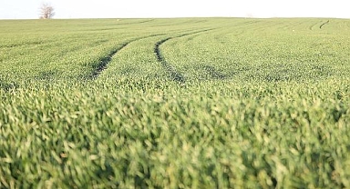Trakya'da bu sene buğday erken boy attı