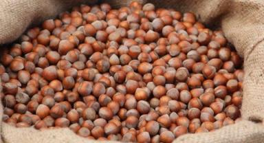 Türkiye, fındık ihracat sezonunun ilk üç ayında 547 milyon doları aşkın gelir sağladı