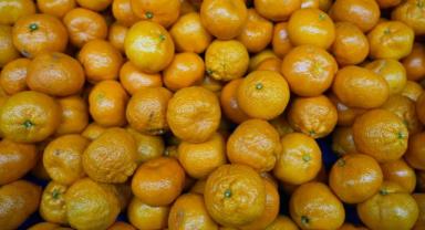 Türkiye'nin mandalina ihracatı rekora ulaştı