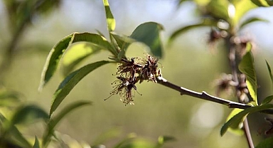 Üreticilere 221 milyon 150 bin lira zirai don desteği ödemesi bugün yapılacak
