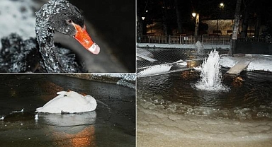 Başkentin simgelerinden Kuğulu Park'taki havuzun yüzeyi buz tuttu