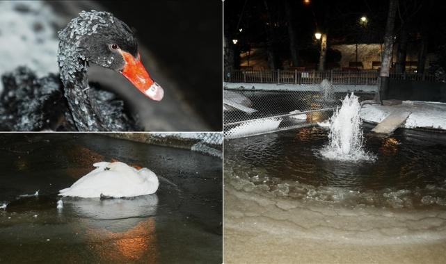 Başkentin simgelerinden Kuğulu Park'taki havuzun yüzeyi buz tuttu