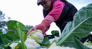 Çiftçilere 226,7 milyon lira tarımsal destekleme ödemesi bugün yapılacak