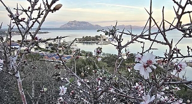 Datça'da badem ağaçları çiçek açtı