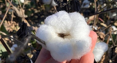 Hasat dönemindeki yağışlar Ege'de pamuk rekoltesini olumsuz etkiledi