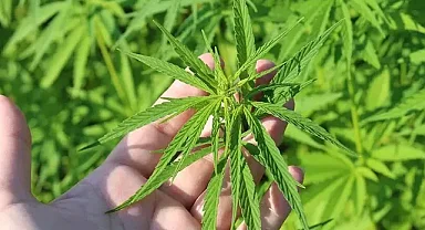 Kenevir üretimi ve denetimine ilişkin esaslar yeniden düzenlendi