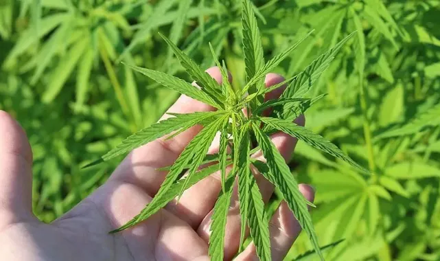 Kenevir üretimi ve denetimine ilişkin esaslar yeniden düzenlendi