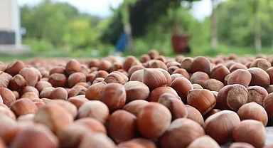 Trabzon'dan 2025'te 553 milyon dolarlık fındık ihraç edildi