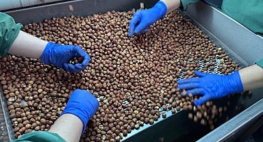 Türkiye 2025'te en fazla Almanya'ya fındık ihracatı yaptı