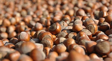 Türkiye'nin Hindistan'a fındık ihracatı artıyor