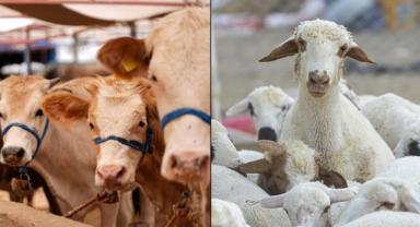 Büyükbaş hayvan sayısı 2025'te 17,7 milyon, küçükbaş sayısı yaklaşık 57,9 milyon oldu