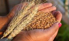 Dünya Genelinde Gıda Fiyatları Üst Üste 5 Ay Düştü