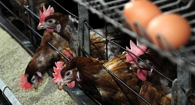 Ticari etlik ve yumurtacı kanatlı işletmelerinin teknik ve sağlık şartları belirlendi