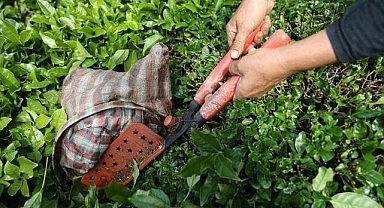 Türk çayının ihracat geliri ocakta yüzde 66 arttı