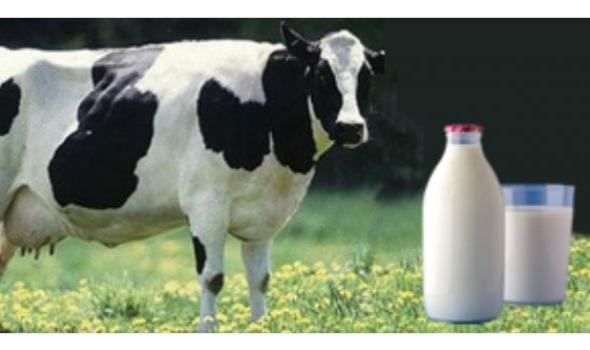Toplanan inek sütü miktarı ocakta 944 bin 926 ton oldu