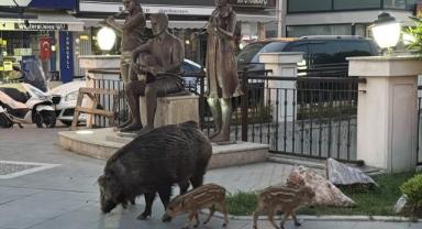 Marmaris'te yaban domuzları yerleşim alanına indi