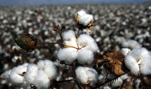 Pamuk fiyatları küresel ekonomideki yavaşlama beklentilerine rağmen yükselişini sürdürüyor