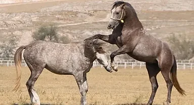 TİGEM'in 2026 yılı safkan Arap tay satış tarihleri belirlendi