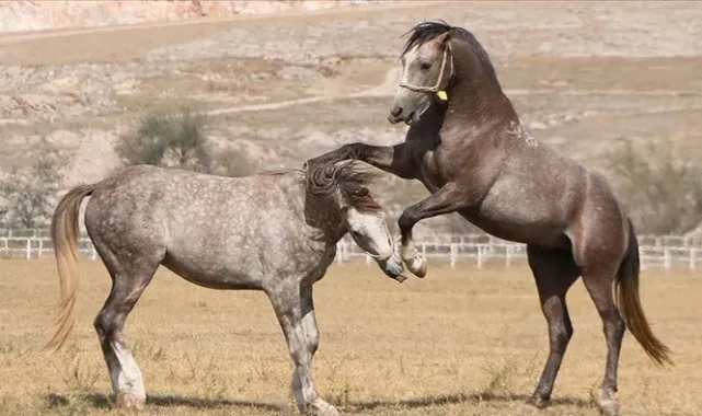 TİGEM'in 2026 yılı safkan Arap tay satış tarihleri belirlendi