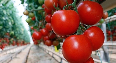 Türkiye'den yılın ilk çeyreğinde 180 milyon dolarlık domates ihracatı