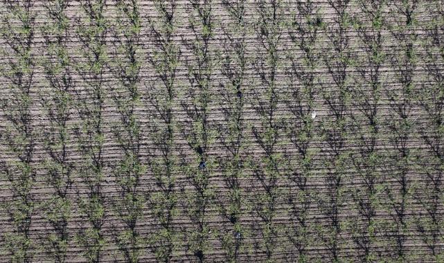 Zirai don uyarısı sonrası üreticiler tedbirlere odaklandı