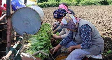 Bafra Ovası'nda tütün dikimi başladı