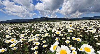 Sarıkamış'ta Ekoturizm Alanı rengarenk çiçeklere büründü