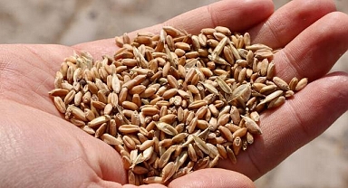Yerli tohumda 17 türde 39 yeni çeşit daha tescil edildi